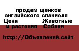 продам щенков английского спаниеля › Цена ­ 3 000 -  Животные и растения » Собаки   